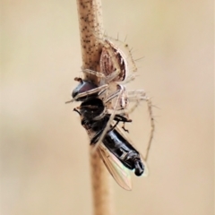 Oxyopes sp. (genus) at Cook, ACT - 24 Mar 2023 04:20 PM