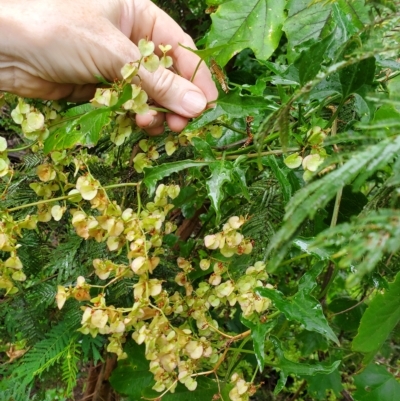 Rumex sagittatus (Turkey Rhubarb, Climbing Dock) at Surf Beach, NSW - 23 Mar 2023 by LyndalT