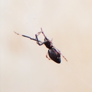 Argyrodes sp. (genus) at Cook, ACT - 24 Mar 2023