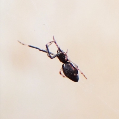 Argyrodes sp. (genus) (Dew-drop spider) at Mount Painter - 24 Mar 2023 by CathB