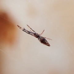 Argyrodes sp. (genus) at Cook, ACT - 24 Mar 2023