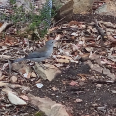 Colluricincla harmonica (Grey Shrikethrush) at Bungendore, NSW - 23 Mar 2023 by clarehoneydove