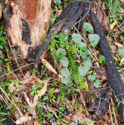 Vincetoxicum barbatum at Surf Beach, NSW - 23 Mar 2023 by LyndalT