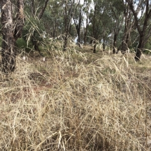 Austrostipa sp. at Hughes, ACT - 26 Mar 2023 11:21 AM