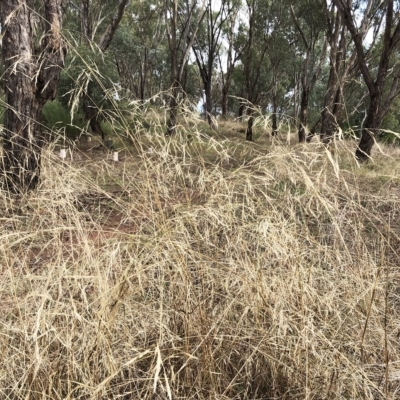 Austrostipa sp. (A Corkscrew Grass) at Hughes, ACT - 26 Mar 2023 by ruthkerruish