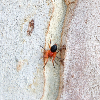 Nicodamidae (family) (Red and Black Spider) at Higgins, ACT - 26 Mar 2023 by MichaelWenke