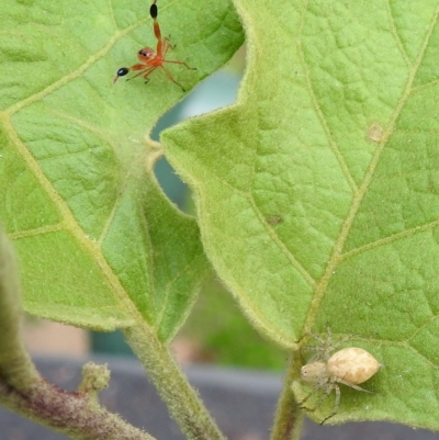 Unidentified Insect at Avoca, QLD - 18 Dec 2022 by Gaylesp8