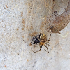 Cryptachaea veruculata (Diamondback comb-footed spider) at Higgins, ACT - 25 Mar 2023 by Trevor