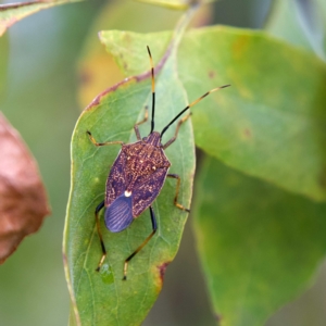 Poecilometis strigatus at Higgins, ACT - 26 Mar 2023