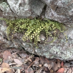 Asplenium flabellifolium at Aranda, ACT - 26 Mar 2023 01:37 PM