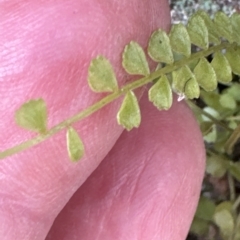 Asplenium flabellifolium at Aranda, ACT - 26 Mar 2023