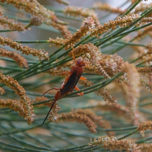 Lissopimpla excelsa at Higgins, ACT - 26 Mar 2023