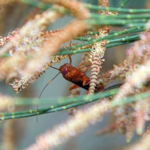 Lissopimpla excelsa at Higgins, ACT - 26 Mar 2023