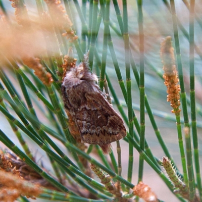 Porela delineata (Lined Porela) at Higgins, ACT - 25 Mar 2023 by Trevor