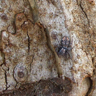 Servaea incana (Hoary Servaea) at Higgins, ACT - 26 Mar 2023 by Trevor
