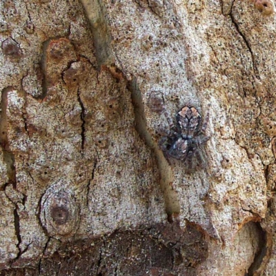 Servaea incana (Hoary Servaea) at Higgins, ACT - 25 Mar 2023 by Trevor