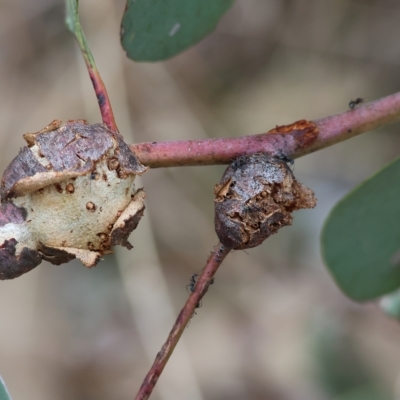 Unidentified Fungal galls, other rusts, leaf spots, etc at West Wodonga, VIC - 25 Mar 2023 by KylieWaldon
