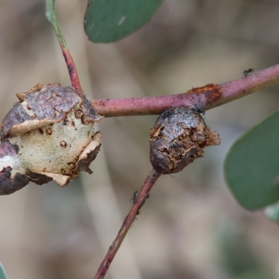 Eucalyptus insect gall at West Wodonga, VIC - 26 Mar 2023 by KylieWaldon