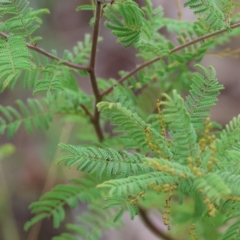 Acacia cardiophylla (Wyalong Wattle) at West Wodonga, VIC - 25 Mar 2023 by KylieWaldon