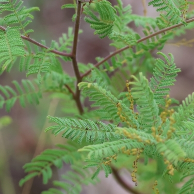 Acacia cardiophylla (Wyalong Wattle) at West Wodonga, VIC - 25 Mar 2023 by KylieWaldon