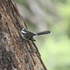 Rhipidura albiscapa (Grey Fantail) at Welby, NSW - 26 Mar 2023 by Beckyjo