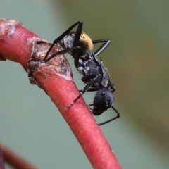 Polyrhachis ammon (Golden-spined Ant, Golden Ant) at West Wodonga, VIC - 26 Mar 2023 by KylieWaldon