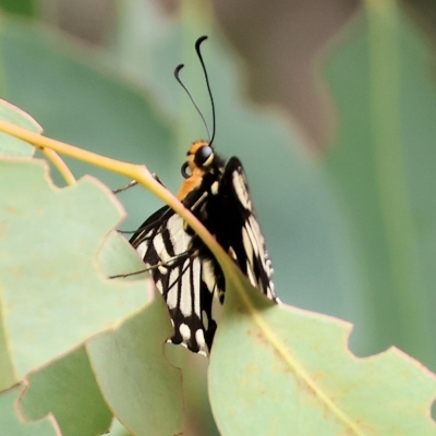 Papilio anactus (Dainty Swallowtail) at West Wodonga, VIC - 25 Mar 2023 by KylieWaldon