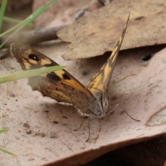 Geitoneura klugii (Marbled Xenica) at West Wodonga, VIC - 26 Mar 2023 by KylieWaldon