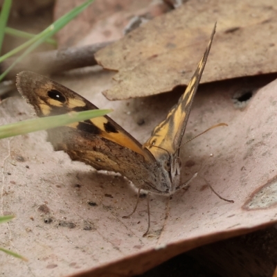 Geitoneura klugii (Marbled Xenica) at West Wodonga, VIC - 26 Mar 2023 by KylieWaldon