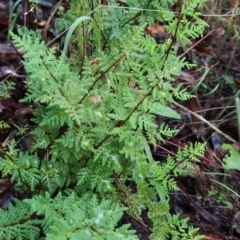 Cheilanthes austrotenuifolia (Rock Fern) at Wanniassa Hill - 25 Mar 2023 by KumikoCallaway