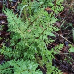 Cheilanthes austrotenuifolia (Rock Fern) at Fadden, ACT - 25 Mar 2023 by KumikoCallaway