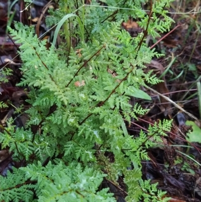 Cheilanthes austrotenuifolia (Rock Fern) at Fadden, ACT - 25 Mar 2023 by KumikoCallaway