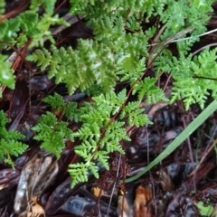 Cheilanthes austrotenuifolia at Fadden, ACT - 26 Mar 2023