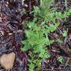 Cheilanthes austrotenuifolia at Fadden, ACT - 26 Mar 2023