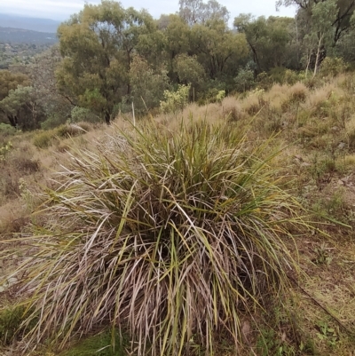 Lomandra longifolia (Spiny-headed Mat-rush, Honey Reed) at Fadden, ACT - 25 Mar 2023 by KumikoCallaway