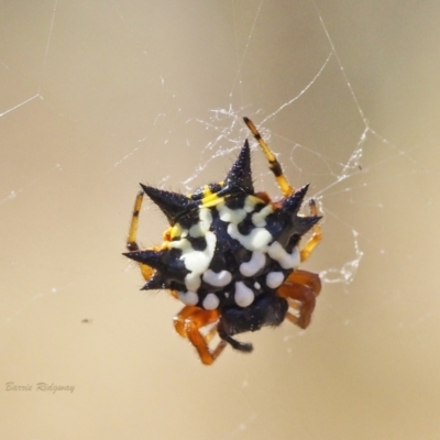 Austracantha minax (Christmas Spider, Jewel Spider) at Callum Brae - 18 Mar 2023 by BarrieR