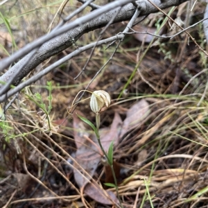 Diplodium reflexum at Kowen, ACT - 26 Mar 2023