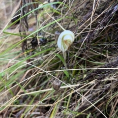 Diplodium reflexum at Kowen, ACT - 26 Mar 2023