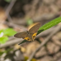 Hypocysta metirius (Brown Ringlet) at Majors Creek, NSW - 17 Mar 2023 by Trevor