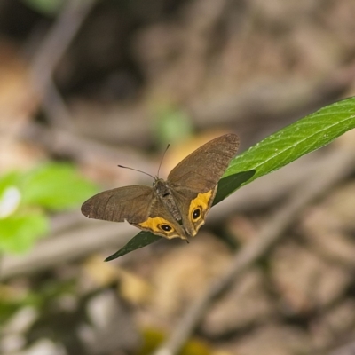 Hypocysta metirius (Brown Ringlet) at Majors Creek, NSW - 17 Mar 2023 by Trevor