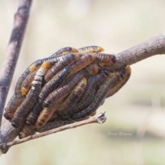 Perginae sp. (subfamily) (Unidentified pergine sawfly) at Jerrabomberra, ACT - 19 Mar 2023 by BarrieR