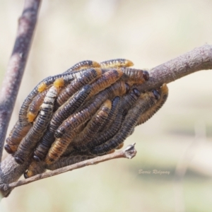 Perginae sp. (subfamily) at Jerrabomberra, ACT - 19 Mar 2023