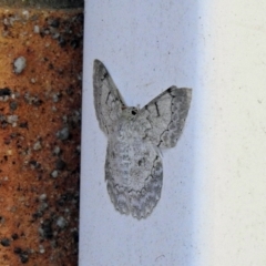 Unidentified Moth (Lepidoptera) at Avoca, QLD - 11 Feb 2023 by Gaylesp8