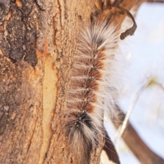 Anthela varia (Hairy Mary) at Jerrabomberra, ACT - 19 Mar 2023 by BarrieR