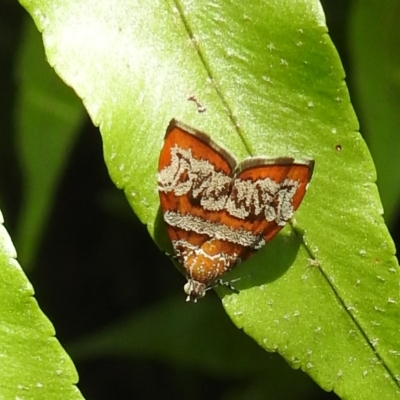 Choreutis periploca (A Metalmark moth (Choreutinae) at  - suppressed by Gaylesp8