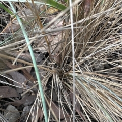 Poa sieberiana var. cyanophylla (Blue-leaved Snow-grass) at Aranda Bushland - 26 Mar 2023 by lbradley