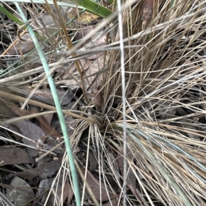 Poa sieberiana var. cyanophylla at Cook, ACT - 26 Mar 2023