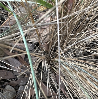 Poa sieberiana var. cyanophylla (Blue-leaved Snow-grass) at Aranda Bushland - 26 Mar 2023 by lbradley