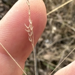 Poa sieberiana var. cyanophylla at Cook, ACT - 26 Mar 2023