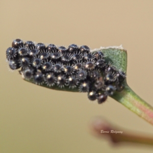 Oechalia schellenbergii at Jerrabomberra, ACT - 19 Mar 2023